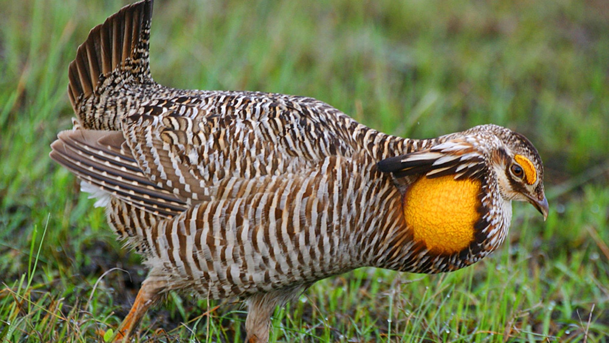 close up of prairie chicken