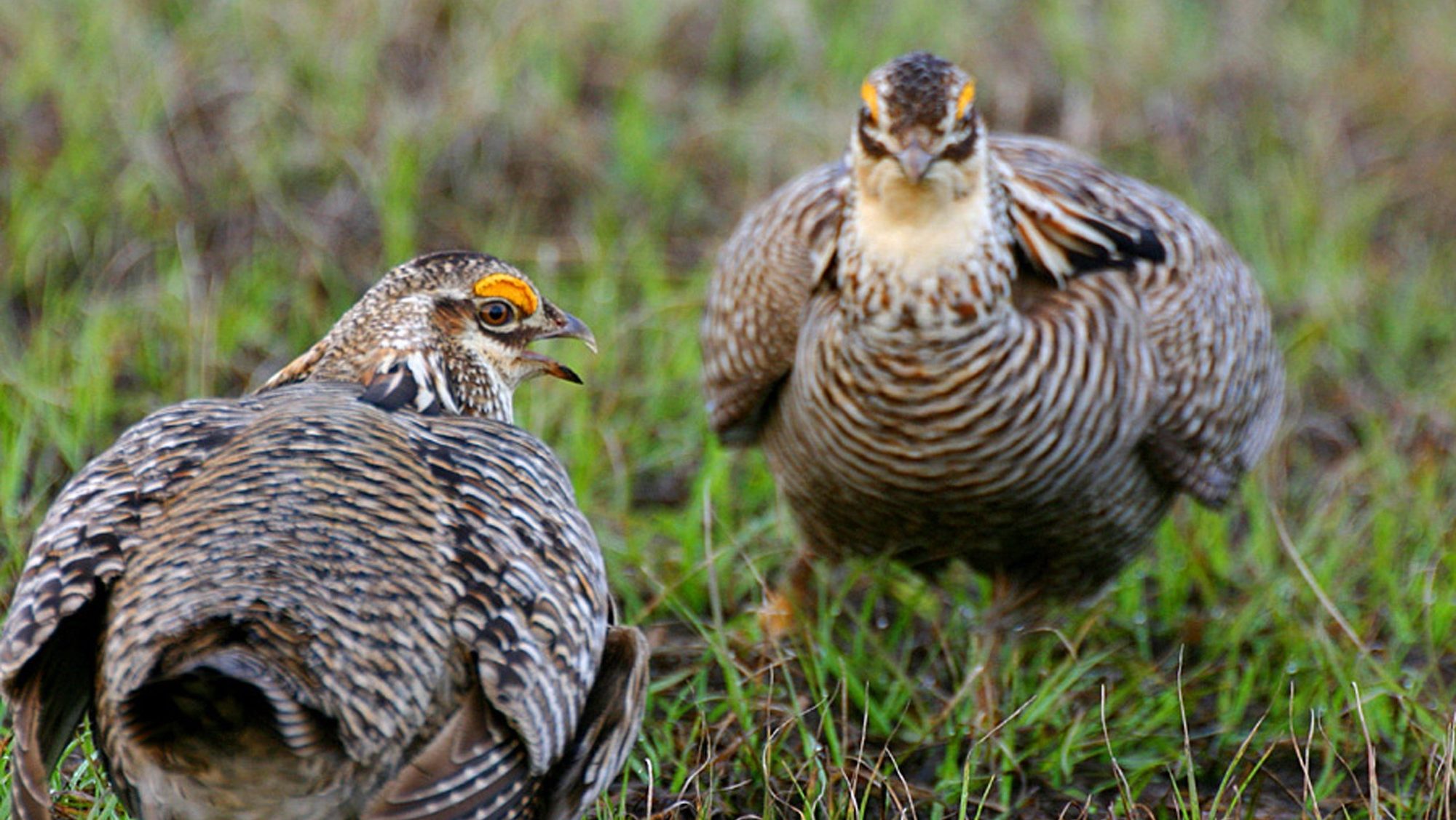 two prairie chickens one looking at the camera