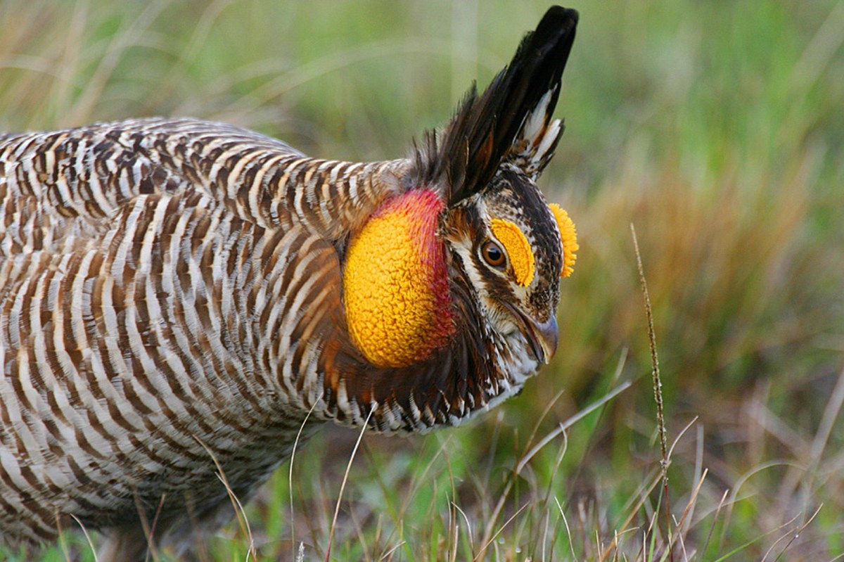 close up of prairie chicken face