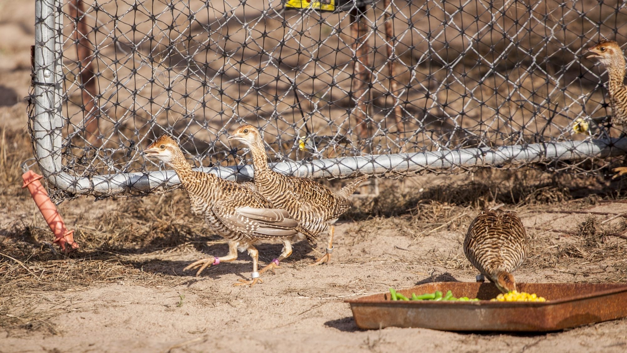 two small birds running around inside a fence