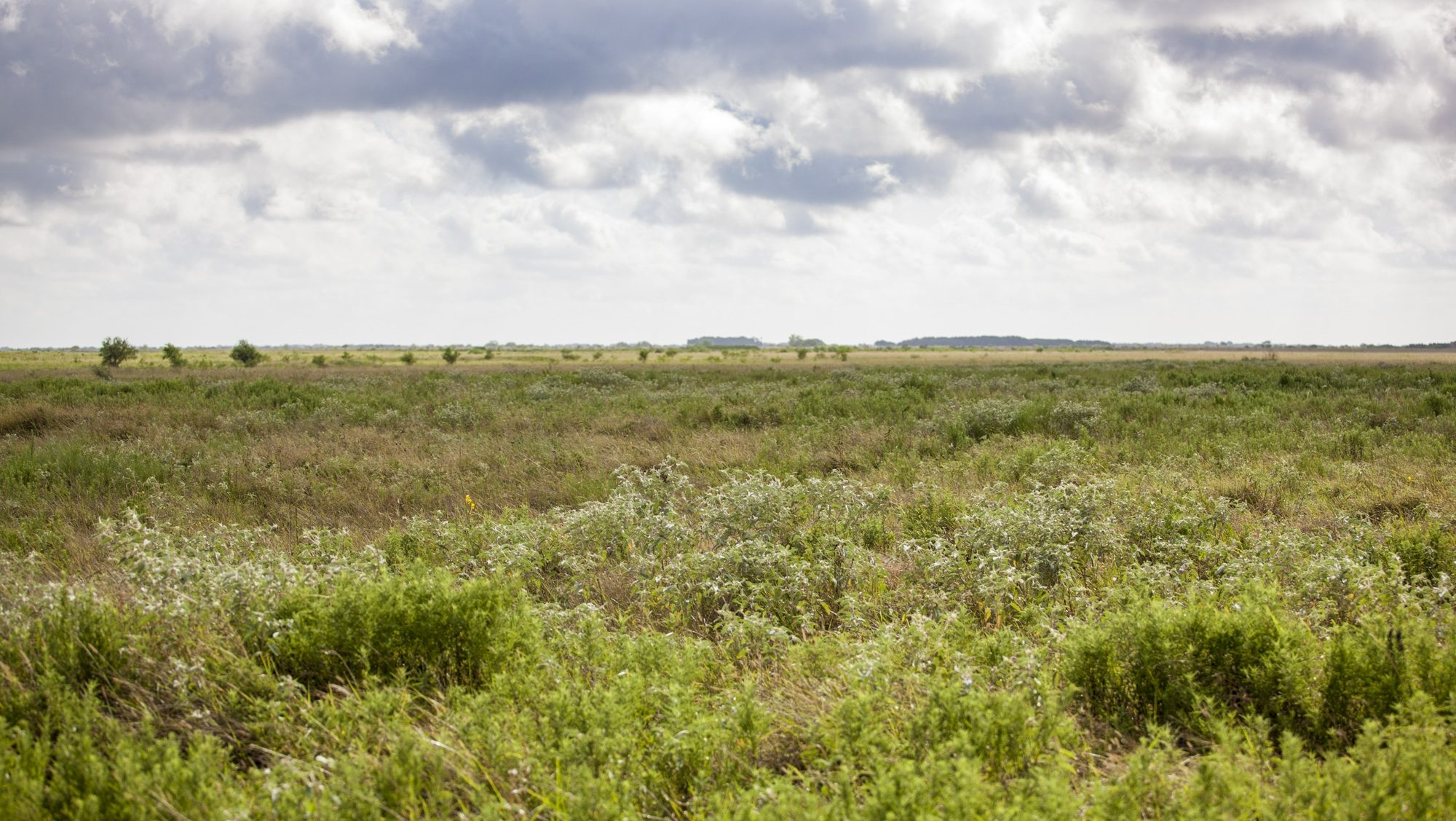 grassy field and clouds