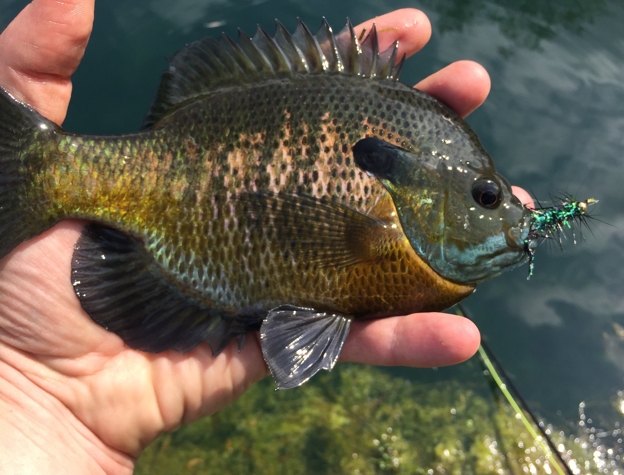 Longear Sunfish – Discover Fishes
