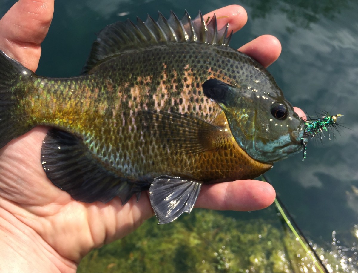 a man's hand holding a fish