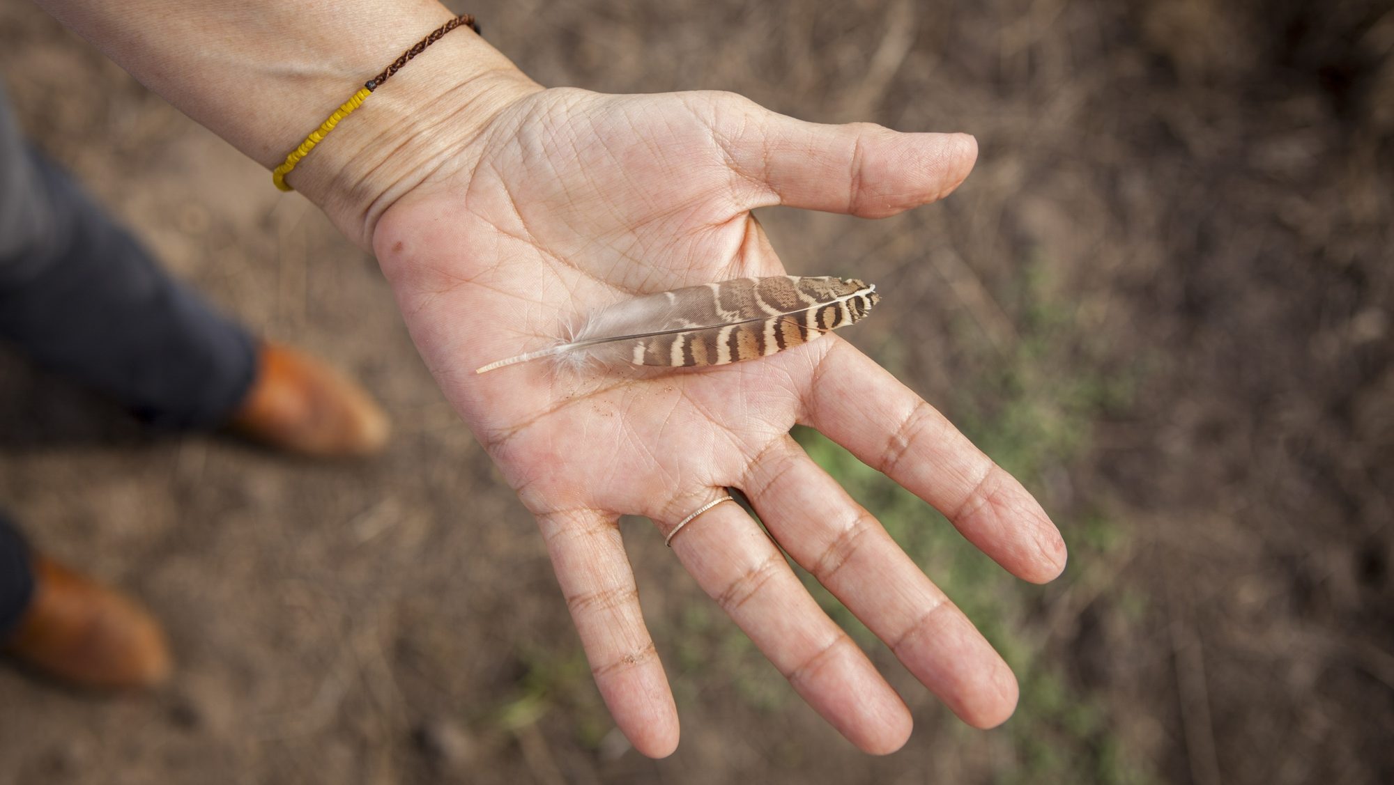 a head outstretched with a feather