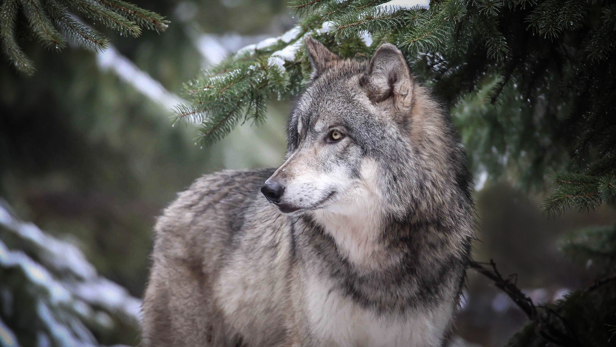 Why Are Some Wolves Black? The Answer Will Surprise You