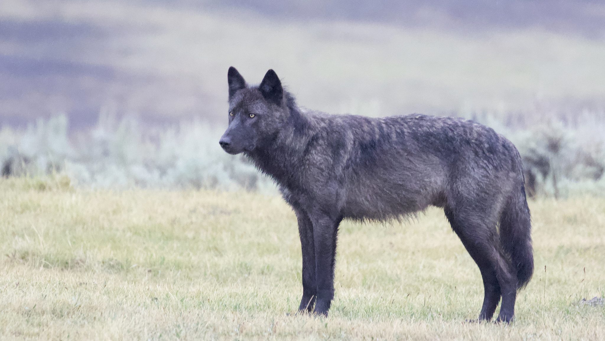 Why Are Some Wolves Black? The Answer Will Surprise You