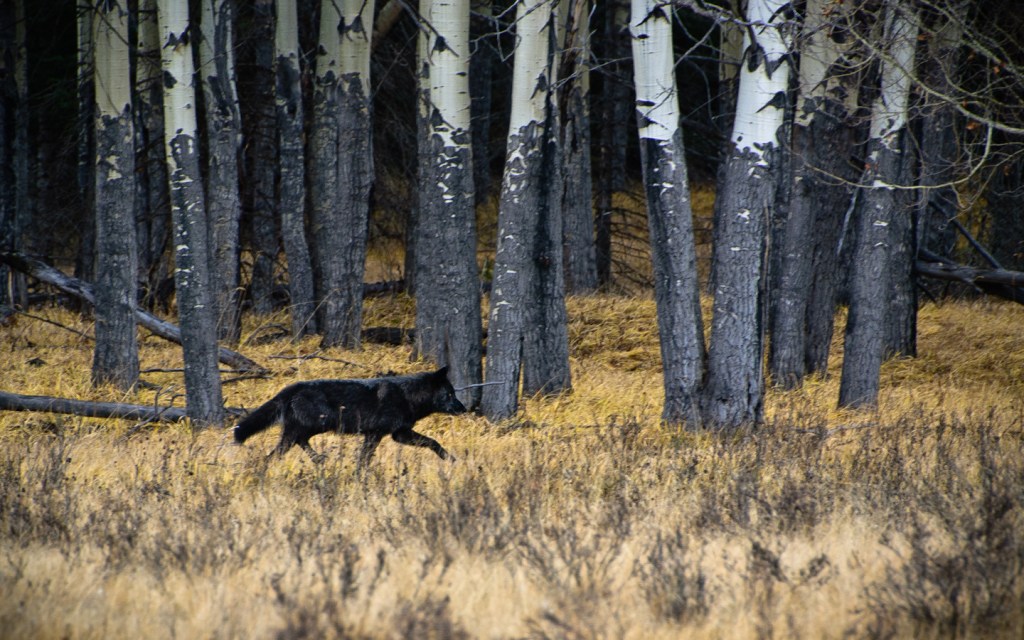 black wolf running in front of aspen trees