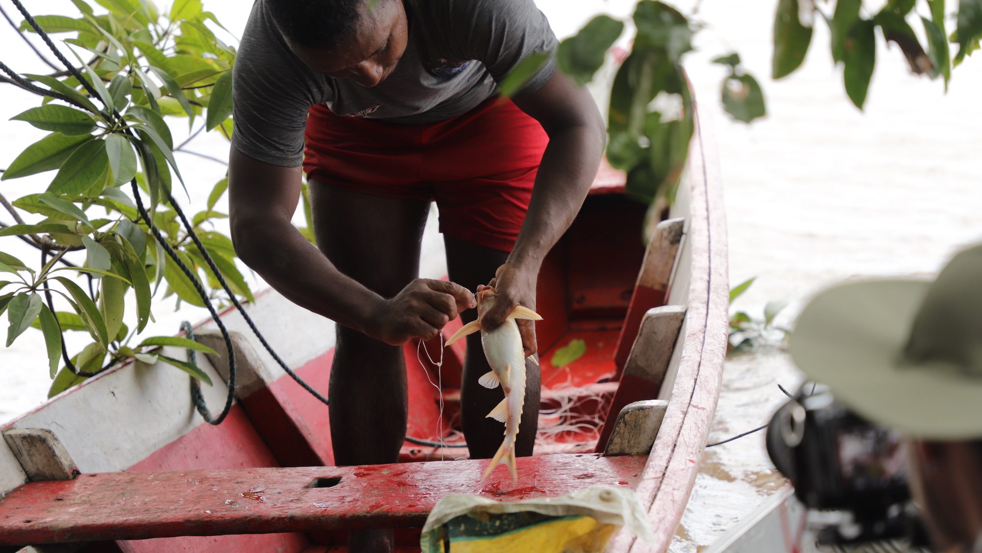 Extraordinary migration of giant  catfish revealed,   rainforest