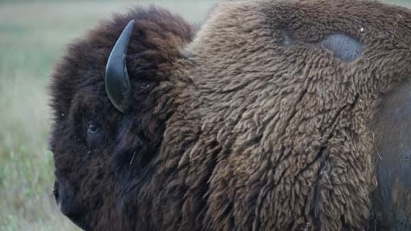Shortay, one of the bison bulls at Ordway Prarie. Photo: Matt Miller/TNC