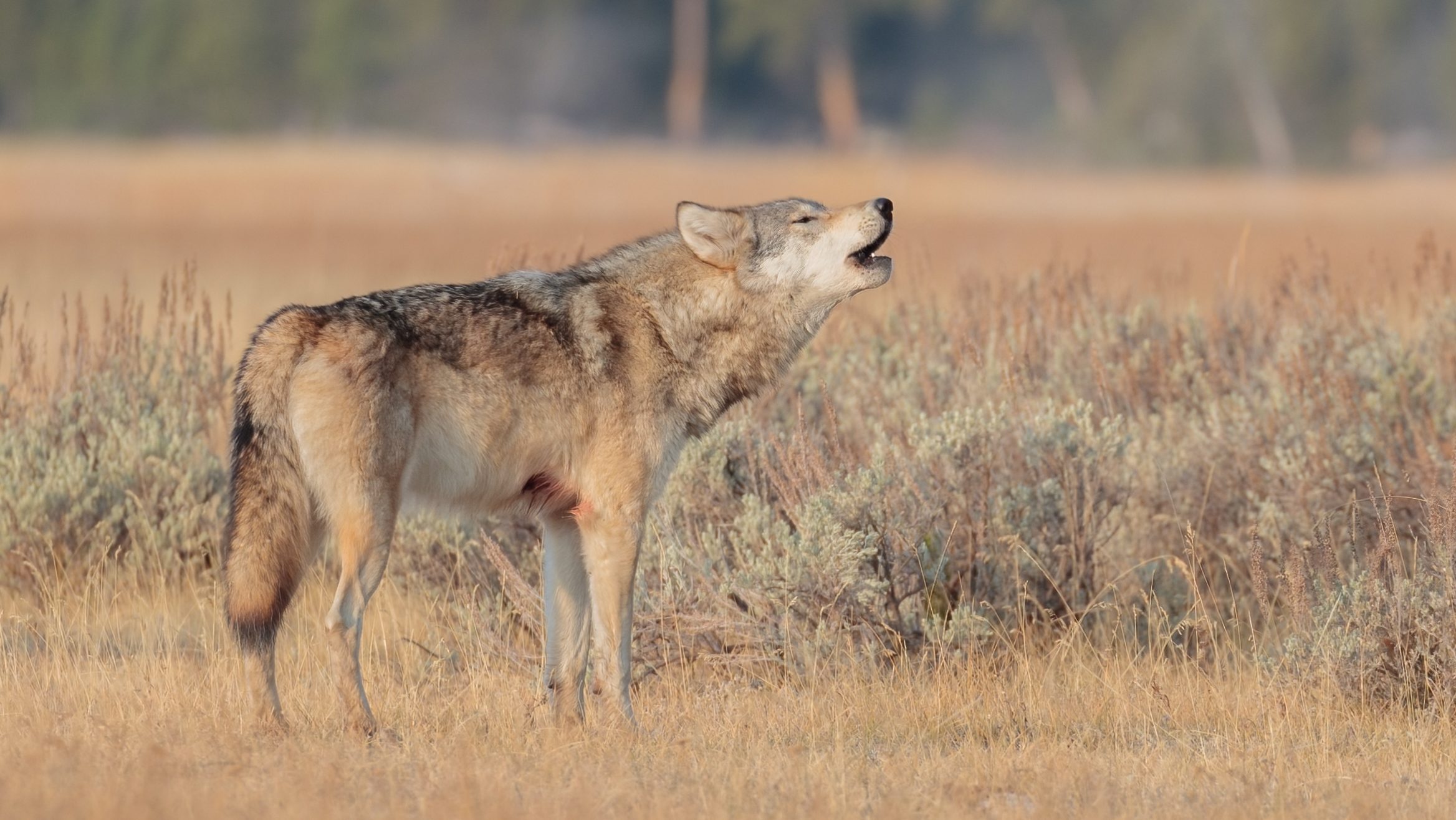 wolf howling in a meadow