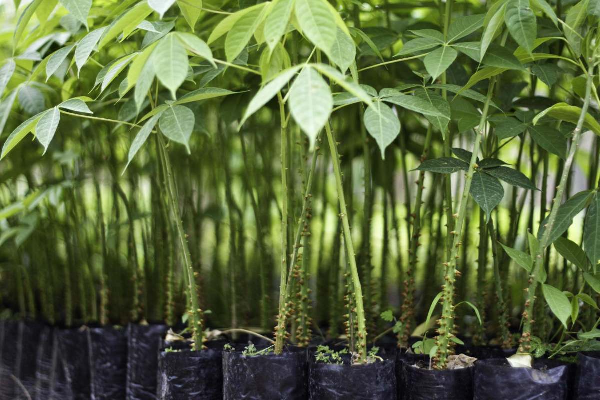 tropical tree seedlings at a nursery