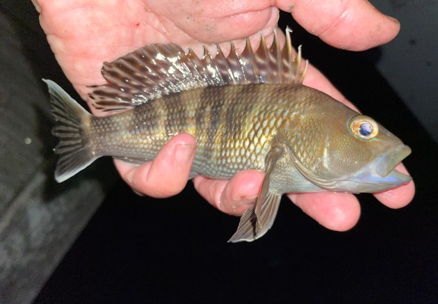 juvenile black sea bass