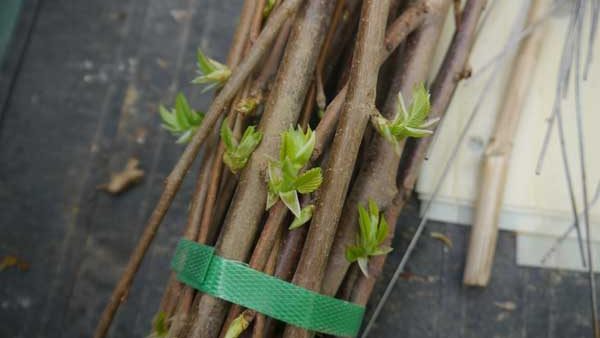 A bundle of elm cuttings to be planted at Bartholomew's Cobble near Sheffield, Massachusetts, a Trustees of Reservations preserve. Photo: Matt Miller/TNC