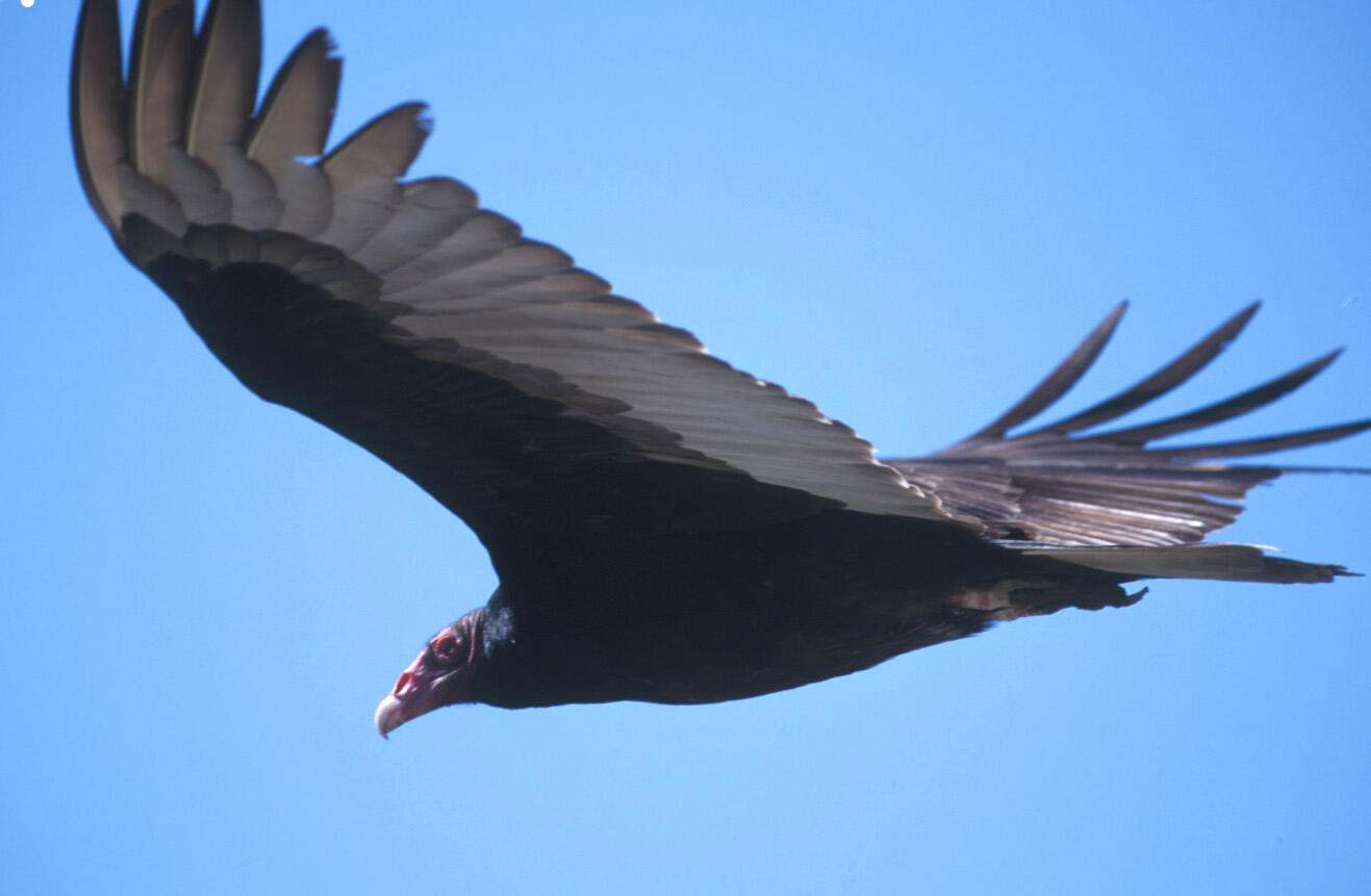 large black bird in flight