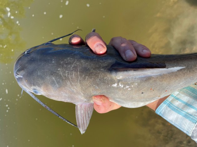 catfish just before release