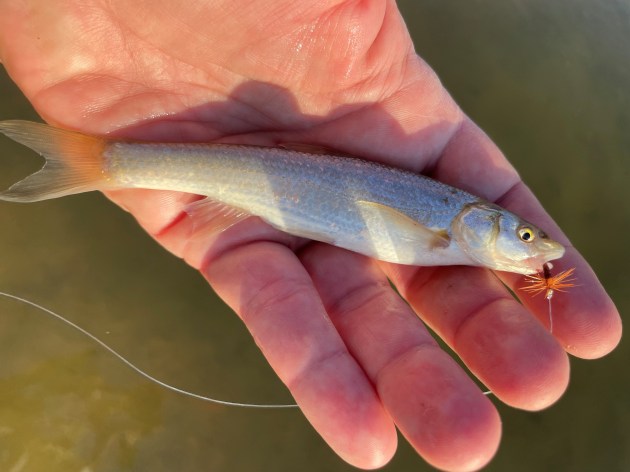 picture of a small fish about the size of the palm of a man's hand