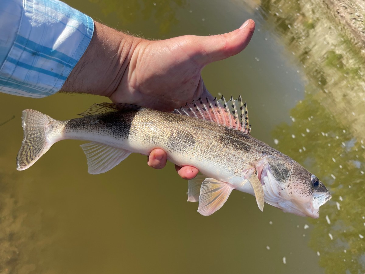 picture of a fish