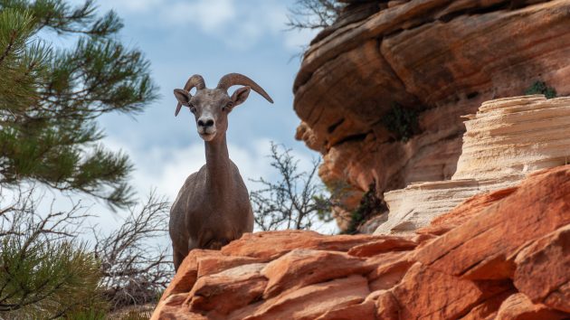 a bighorn sheep looking down rom a rock ledge