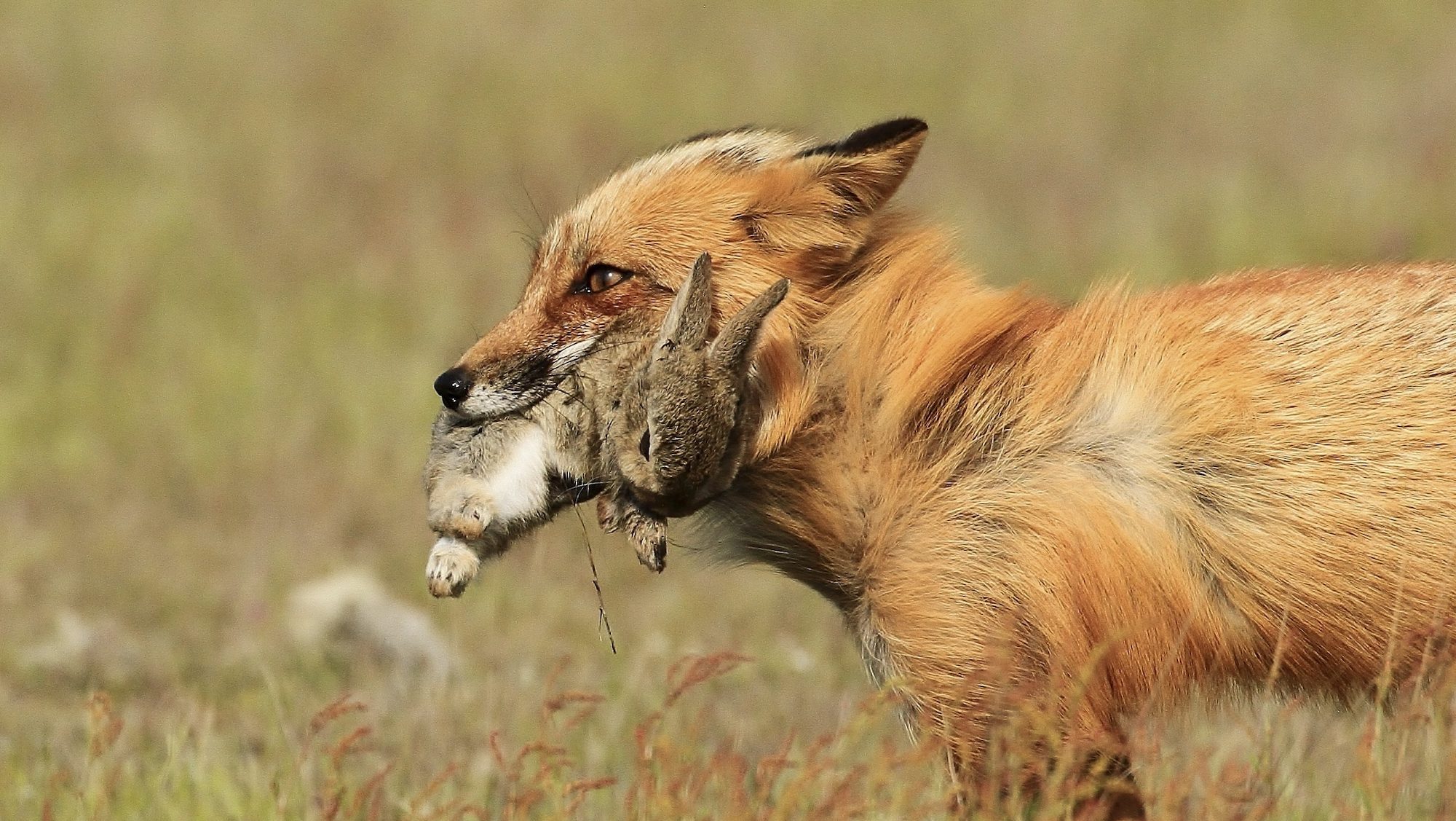fox with a rabbit in its mouth