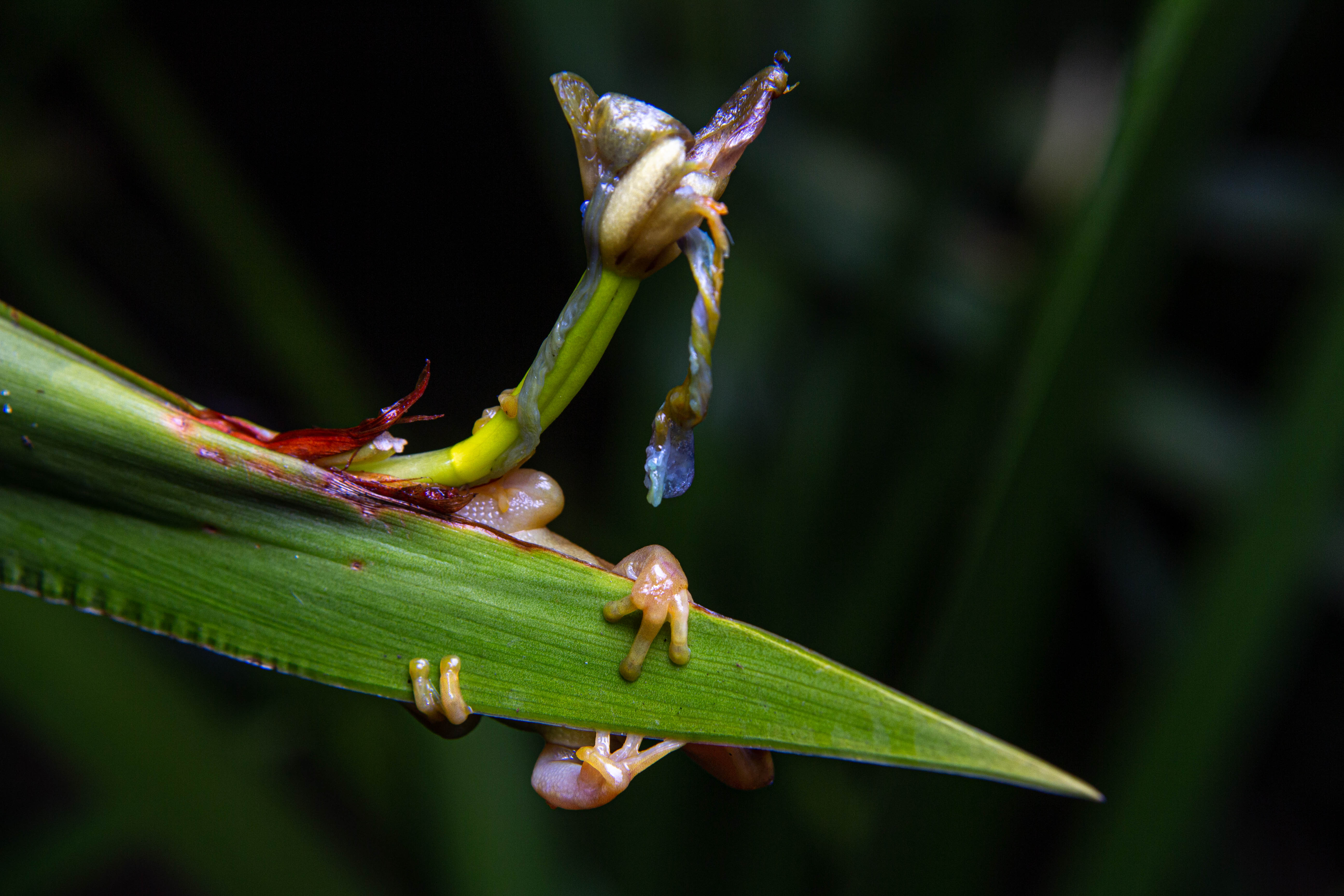 Frogs as Pollinators? - Cool Green Science