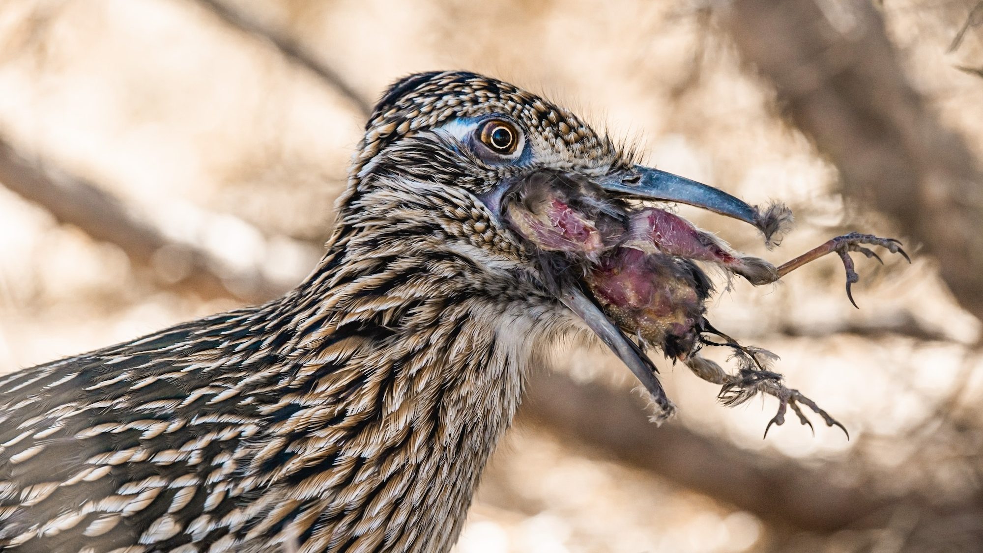 large bird with a smaller bird in its beak