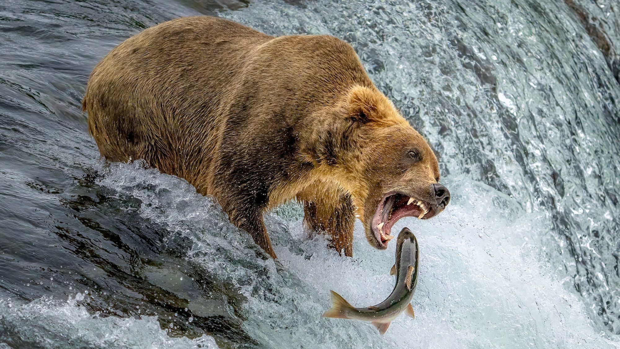 bear lunging with open jaws at a fish