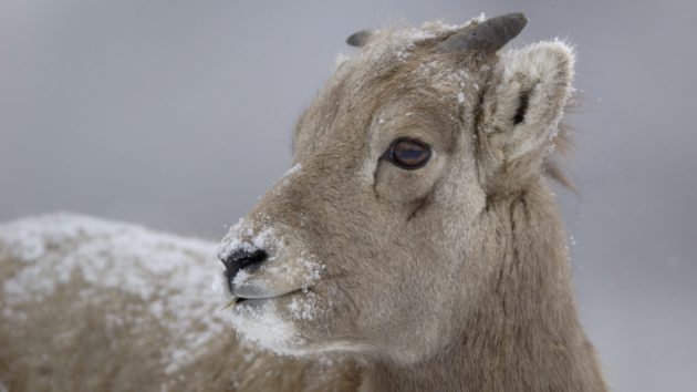 bighorn lamb in the snow