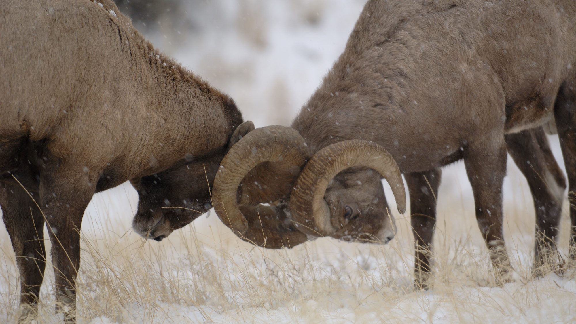 two bighorn sheep butting heads