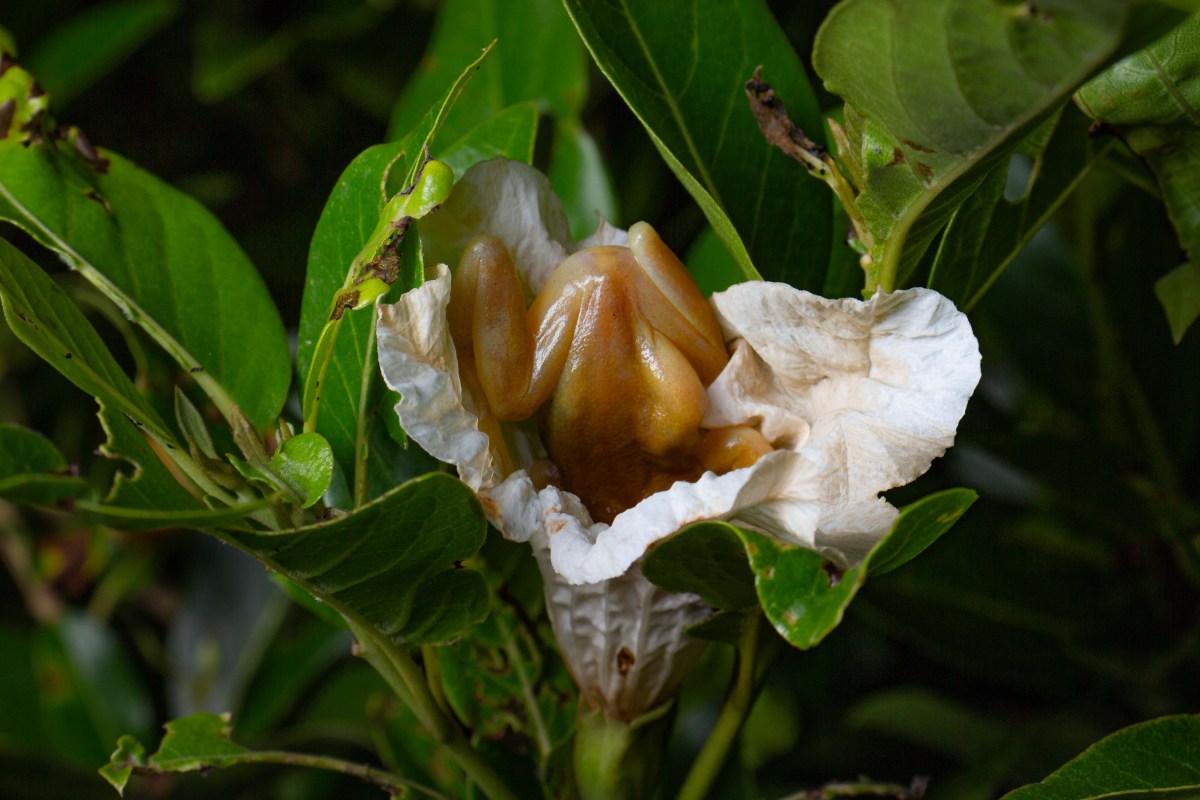 small frog head down in a white flower