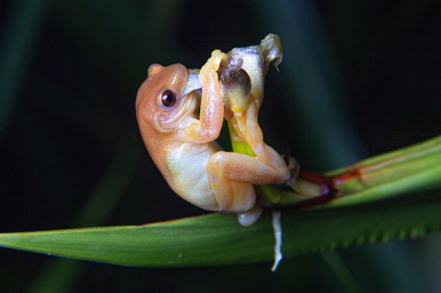 small tan frog eating the petals of an iris
