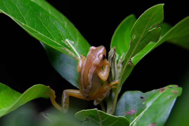 small frog on plant leaves