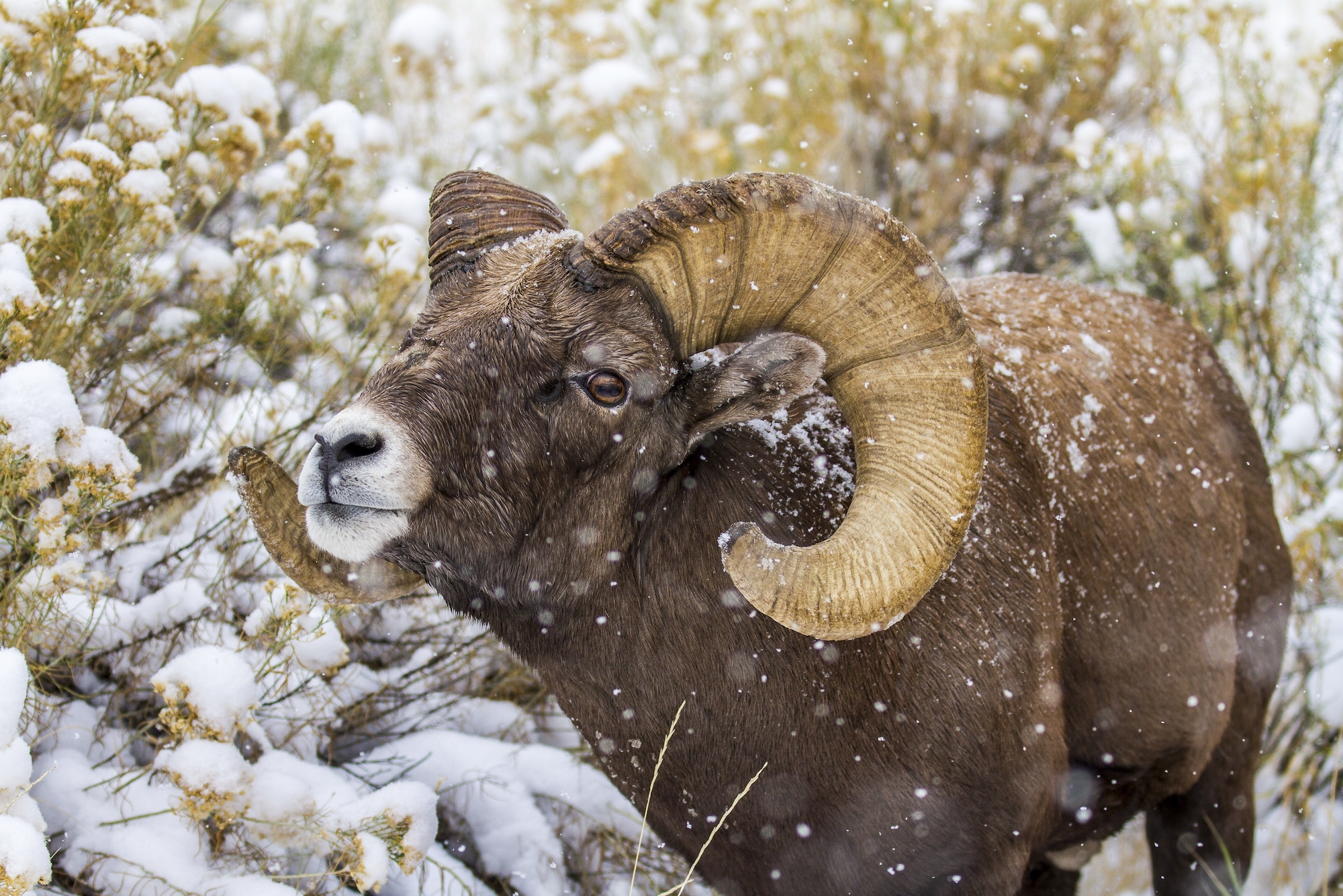 Where to See Bighorn Sheep Cool Green Science