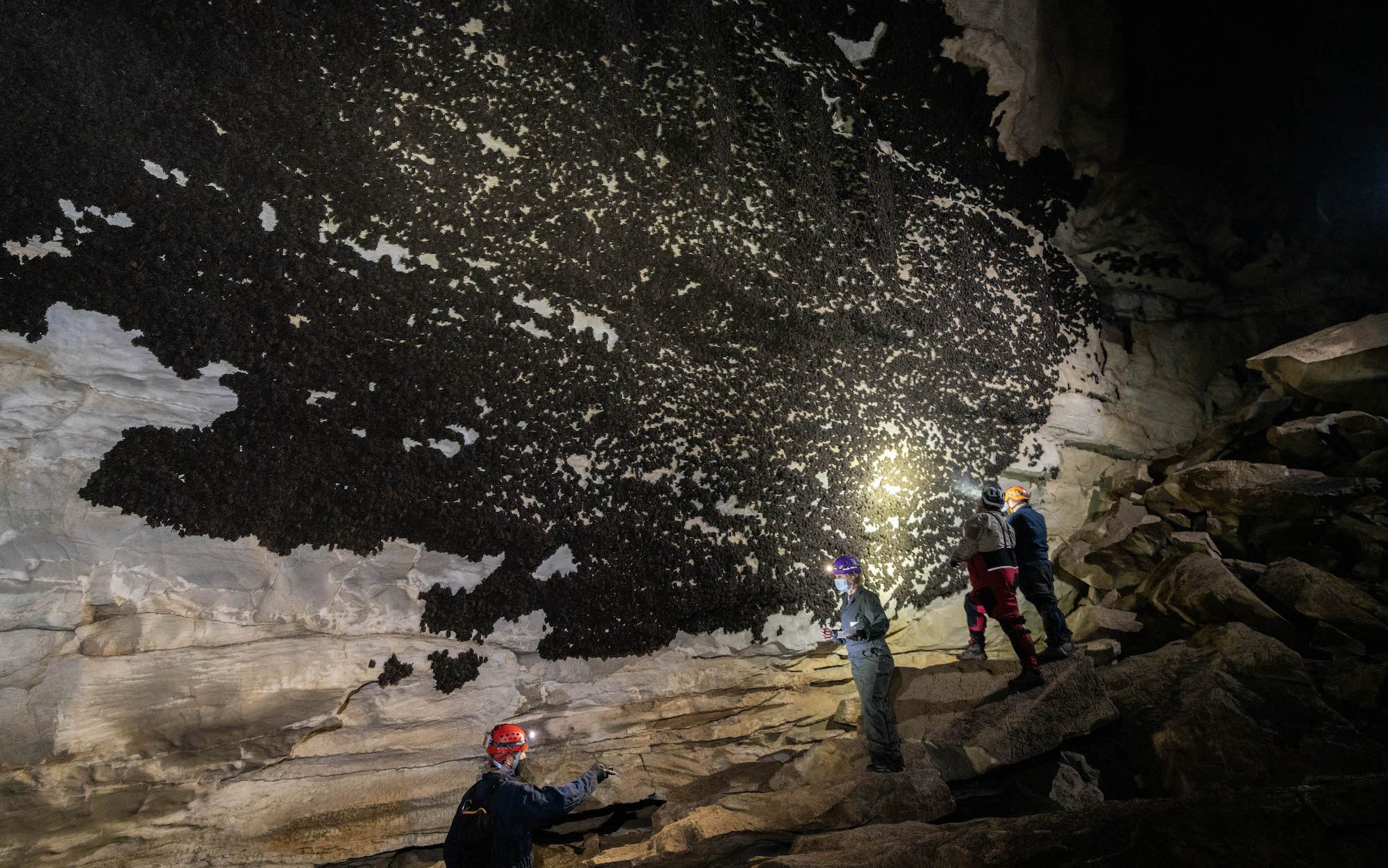 people standing in a cave looking at bats with a flashlight