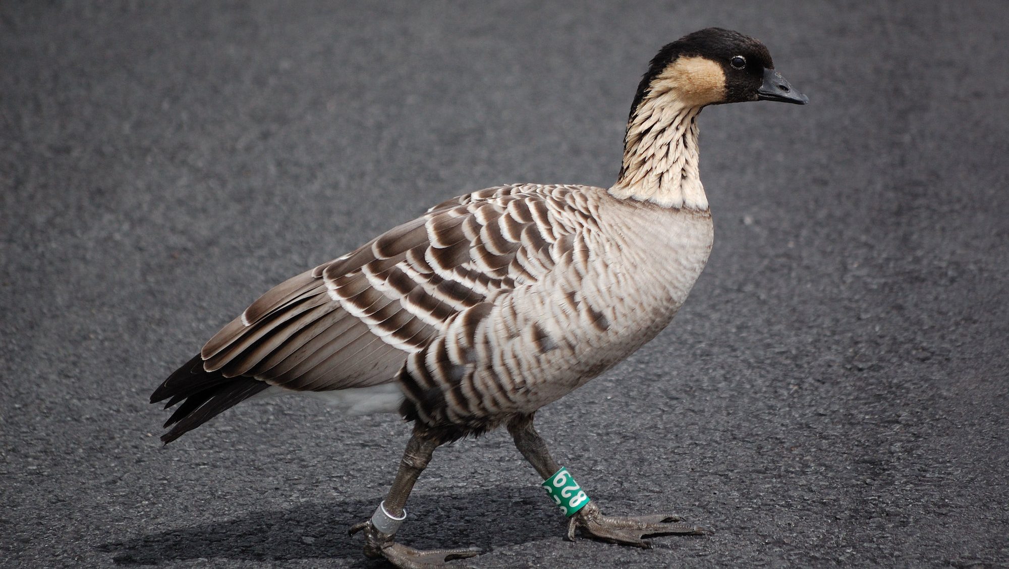 small goose walking across pavement