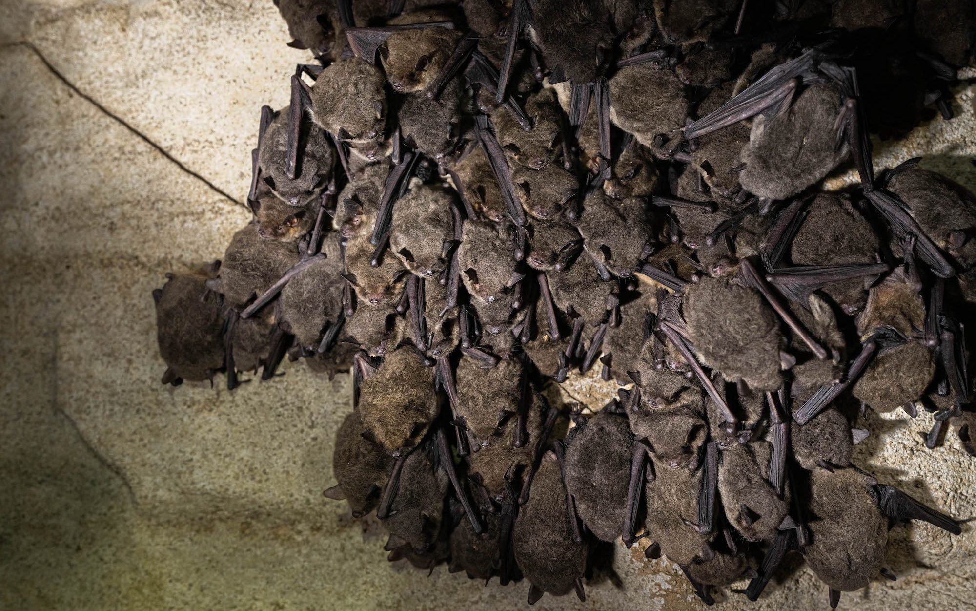 close upof bats huddled on cave wall