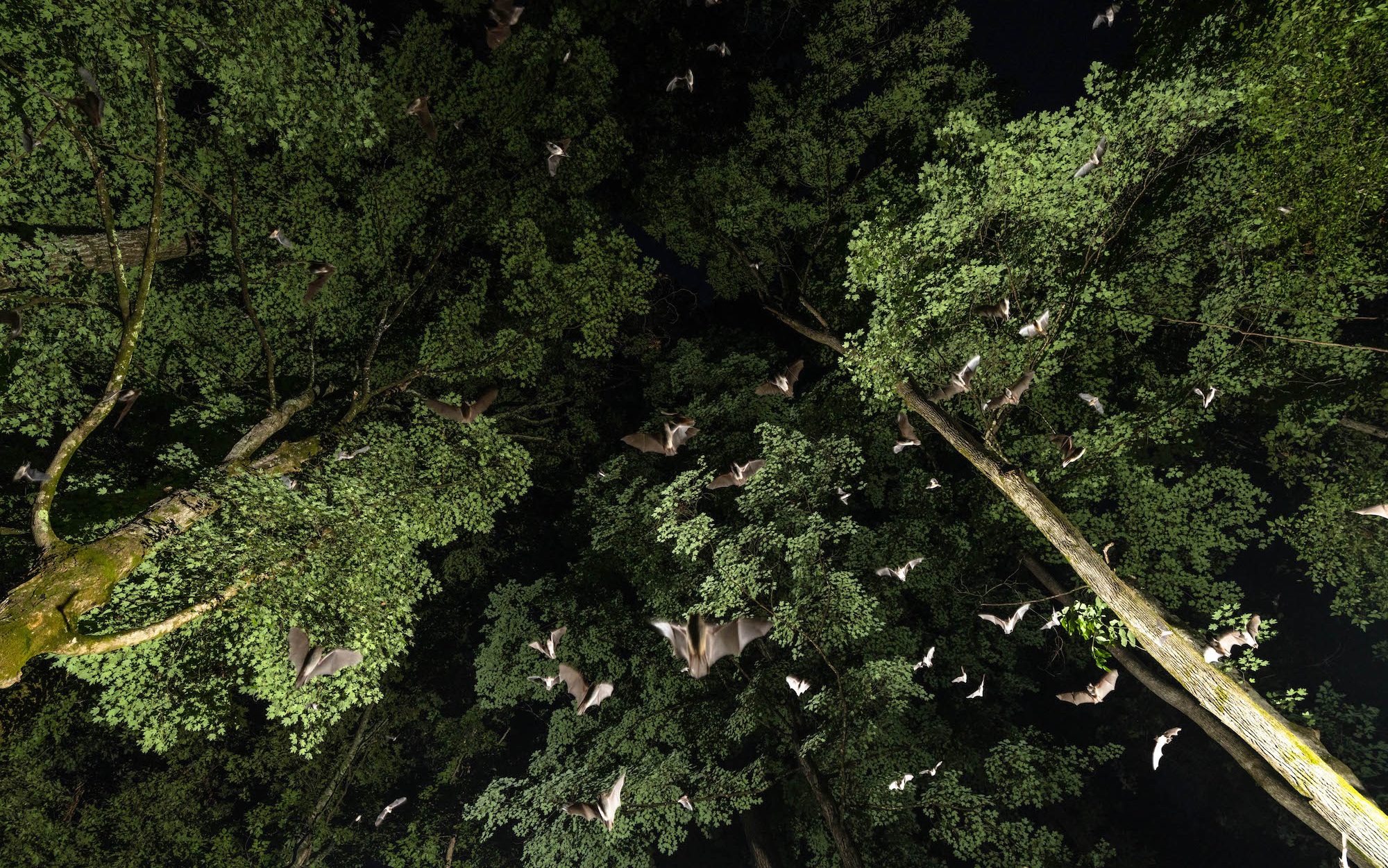 bats flying out of a cave with trees in the background