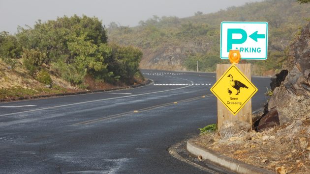 road and sign warning about crossing nene