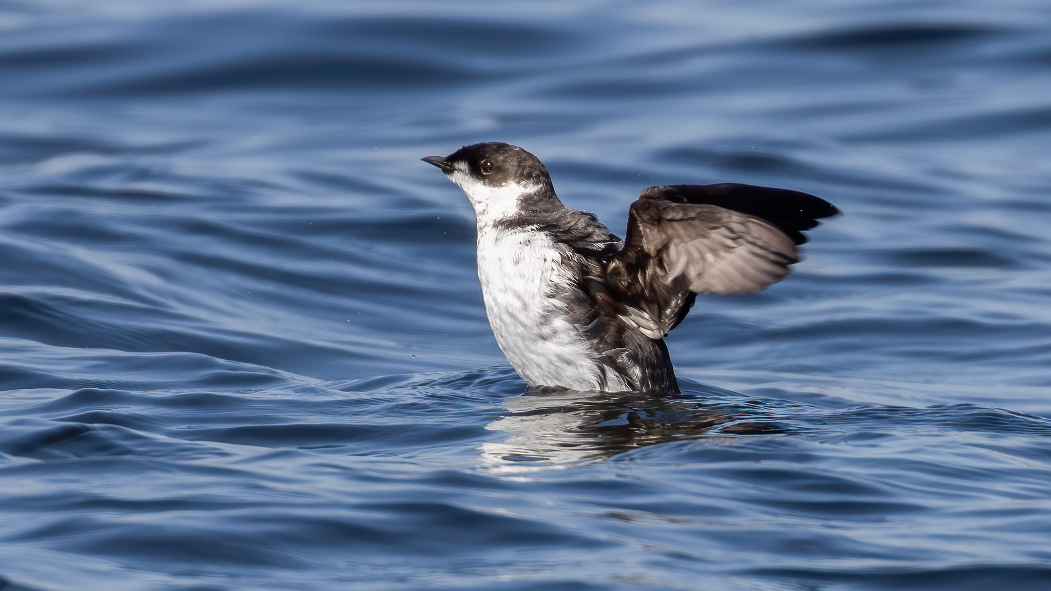 small seabird with wings outstretched on the ocean surface
