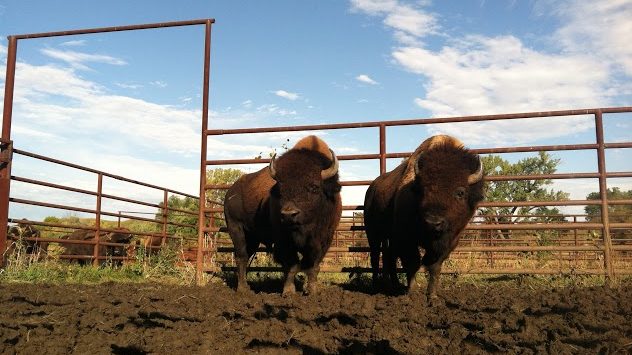 Bison don't react well in corrals, so they must be designed to reduce stress. © Ferran Salat Coll/TNC