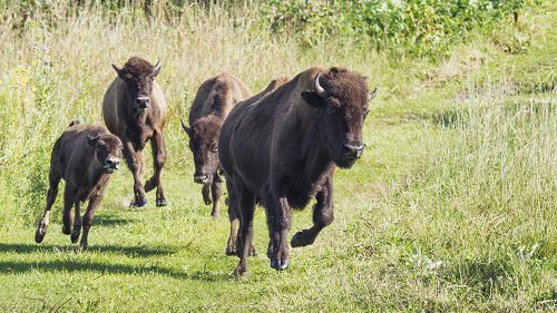 Bison on the move. Photo © Charles Larry