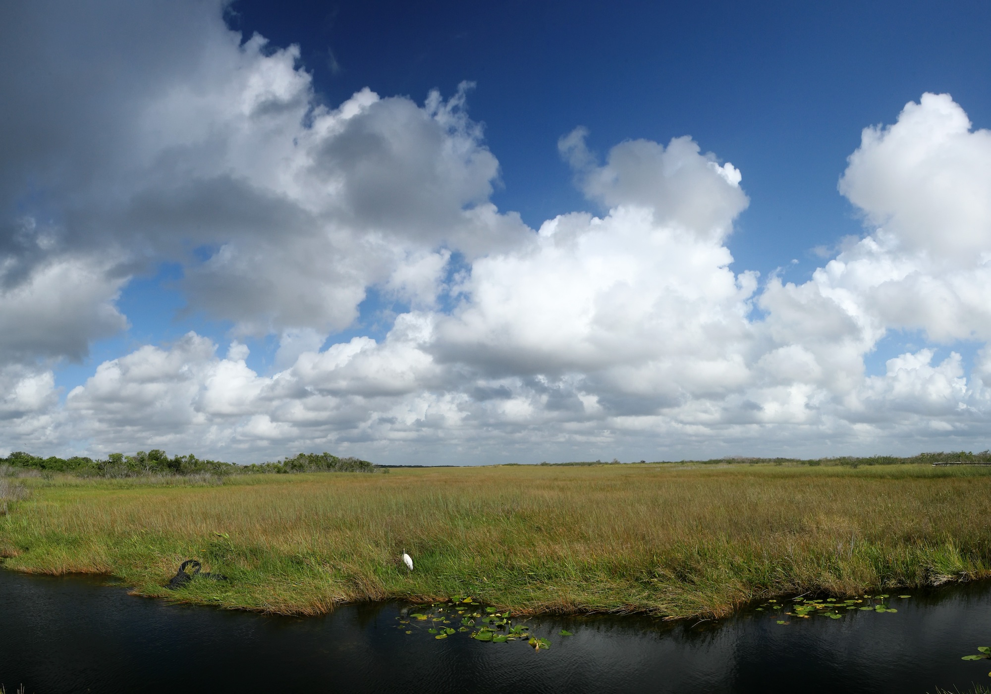 grassy swamp and blue sky with a white bird in the foreground