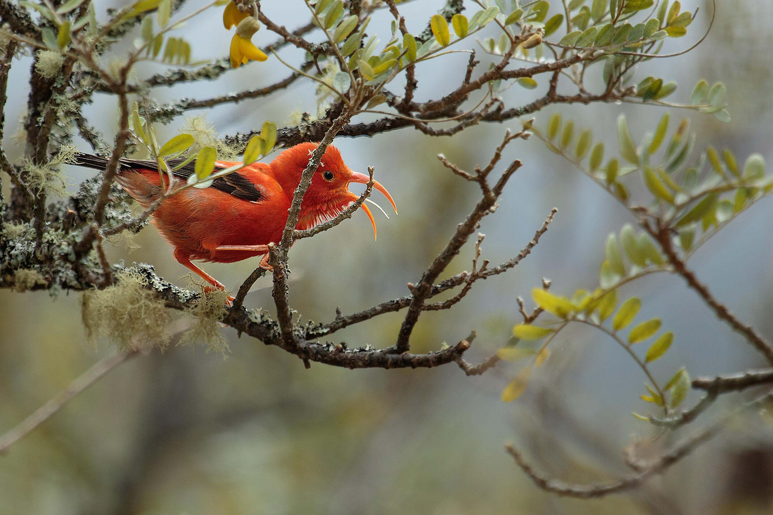 scarlet bird with long beak perches on a moss covered branch