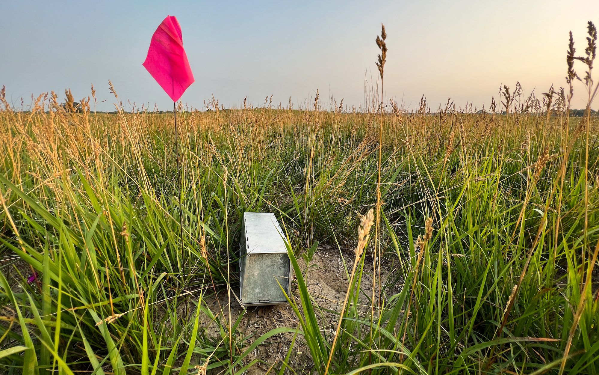 small metal box and a pink flag in the grass