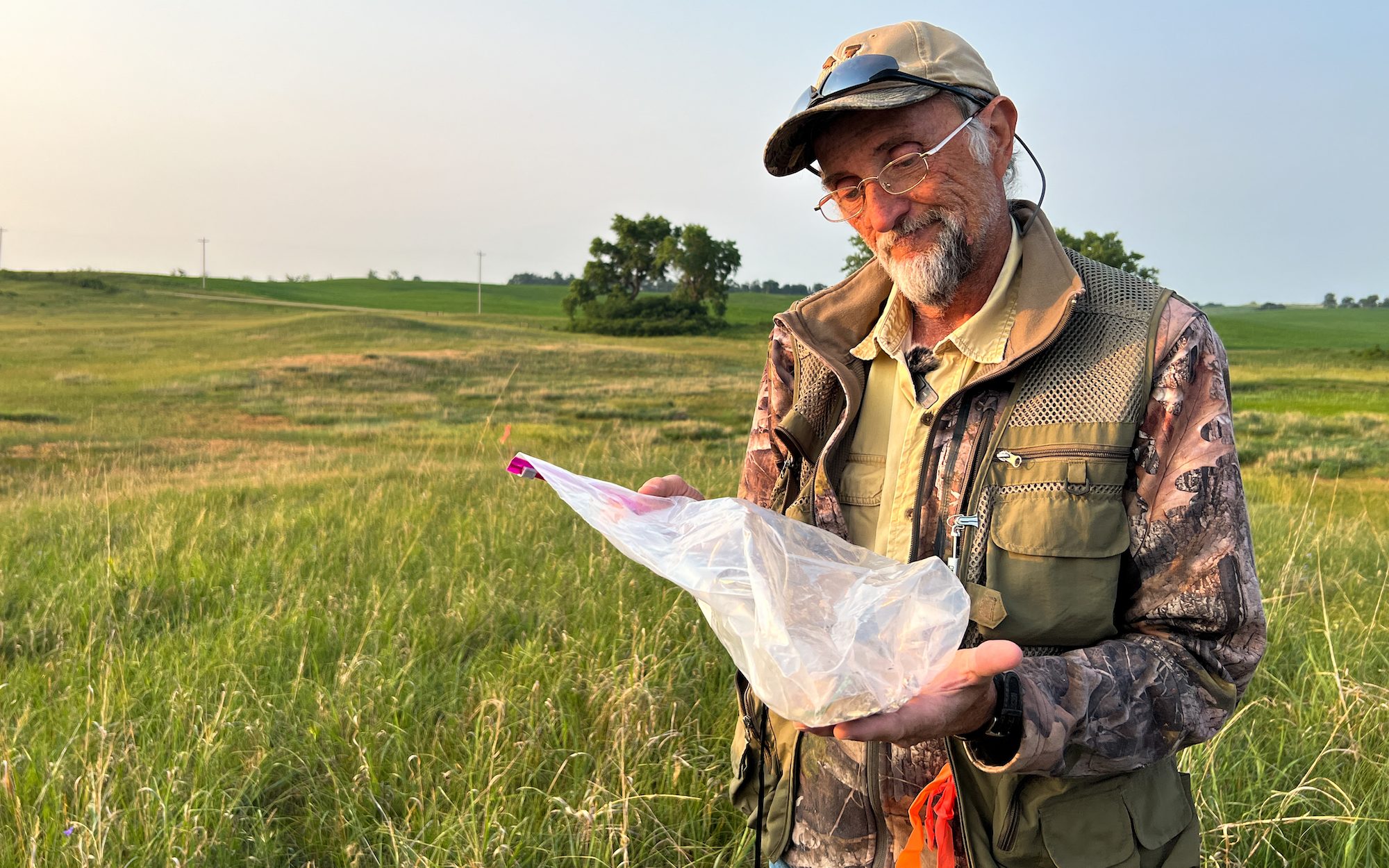Trapping Tiny Pocket Mice in the Nebraska Prairie Cool Green Science