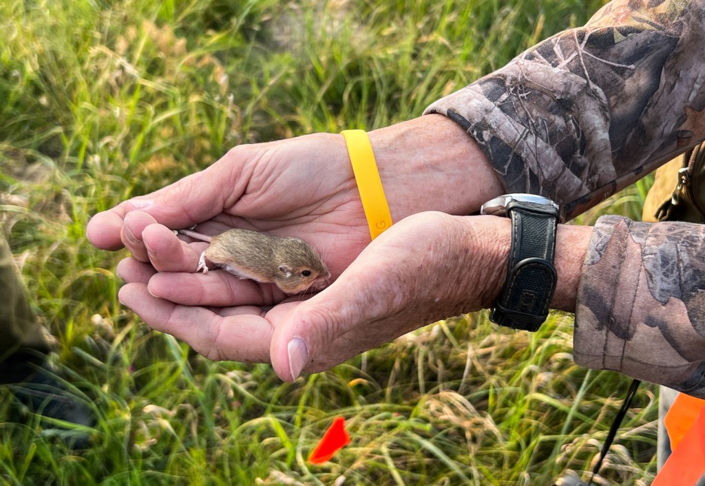 Trapping Tiny Pocket Mice in the Nebraska Prairie - Cool Green Science