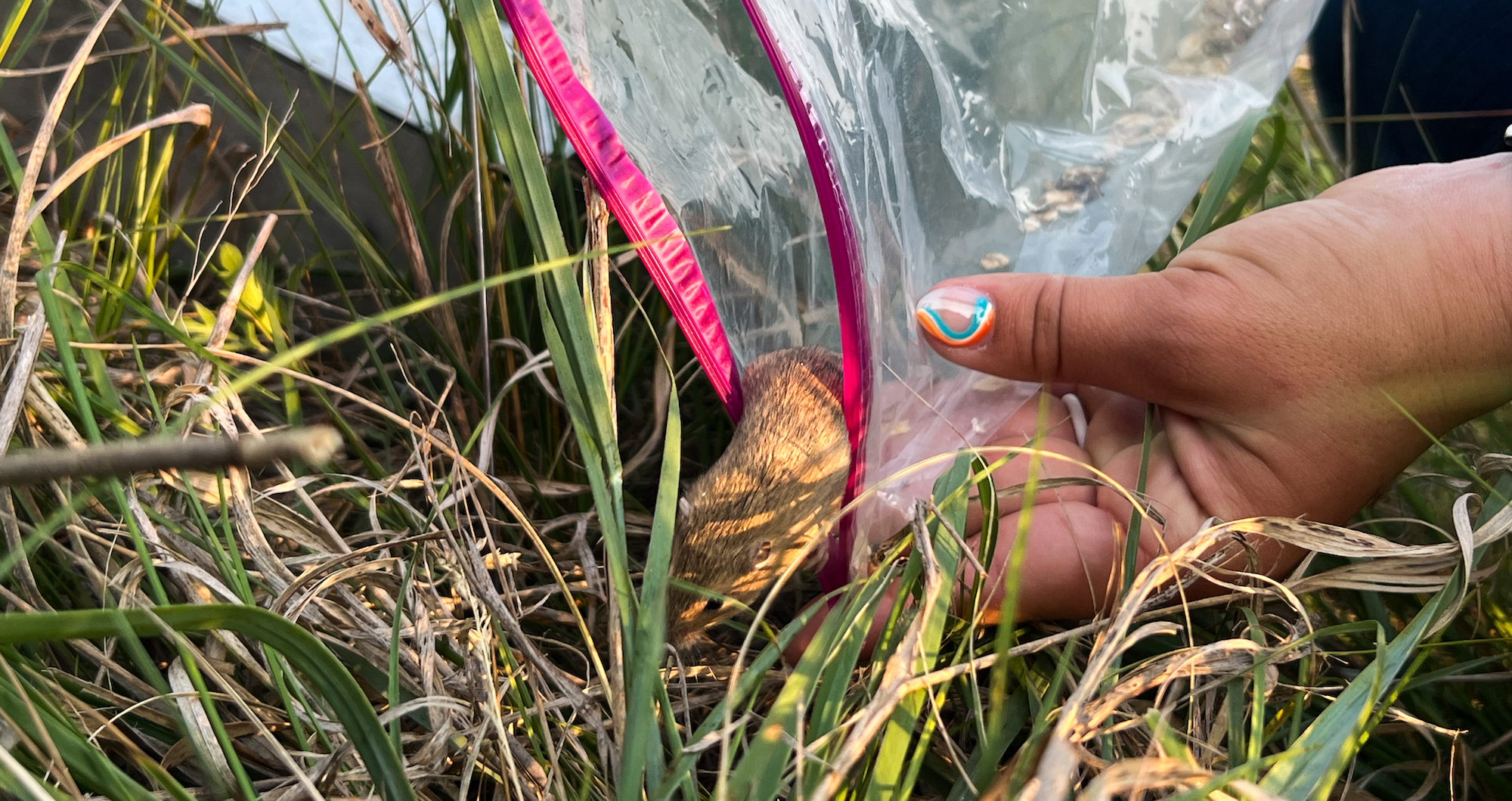 mouse jumping out of a plastic bag into grass