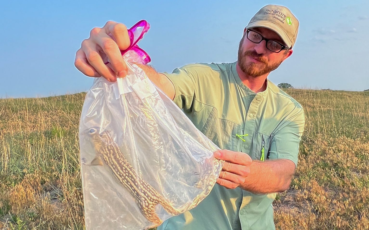 Trapping Tiny Pocket Mice in the Nebraska Prairie - Cool Green Science