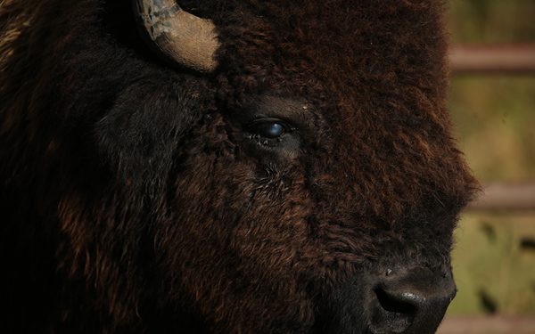 A bull bison dubbed 