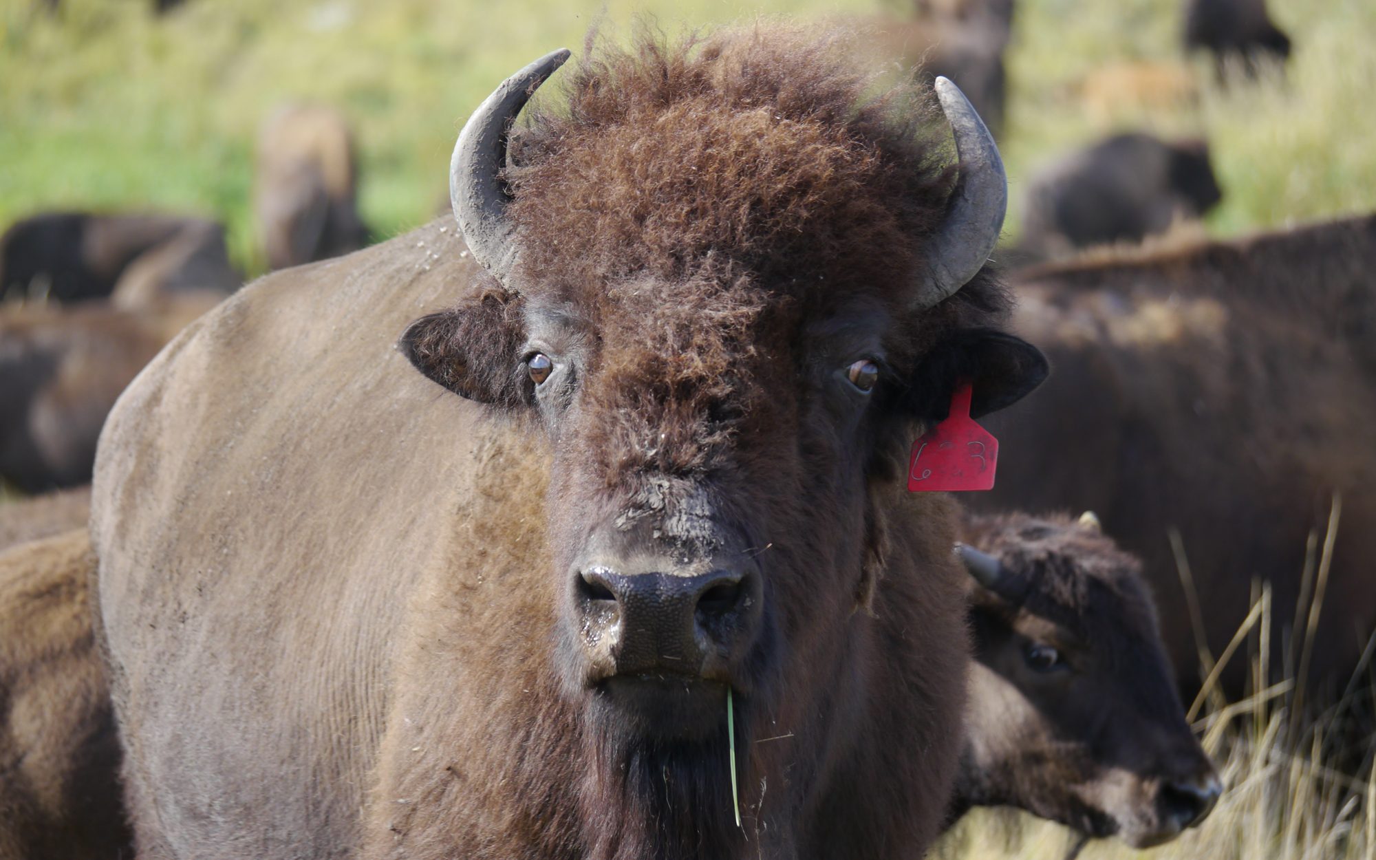 Bison. Photo © Matt Miller/TNC