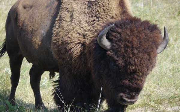 The bull named Shortay. In the absence of older bulls, his unconventional charging tactics worked. Photo: Matt Miller/TNC